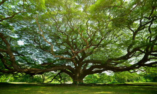 Large,Samanea,Saman,Tree,With,Branch,In,Kanchanaburi,,Thailand.,The